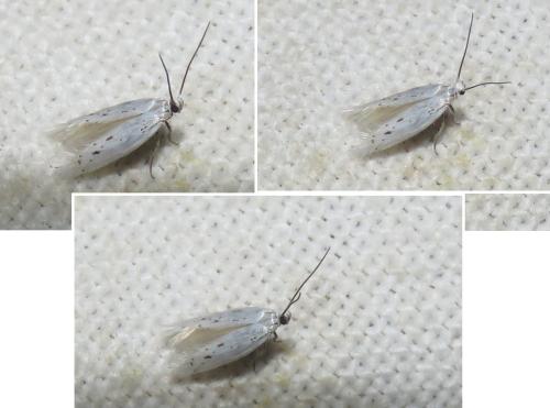 Elachista sp.